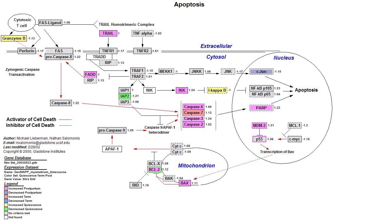 Mm_Apoptosis_3.jpg