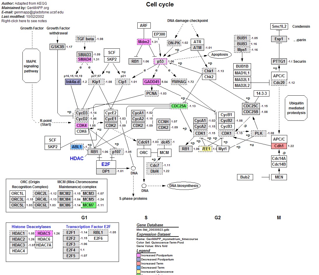 Mm_Cell_Cycle_KEGG_3.jpg