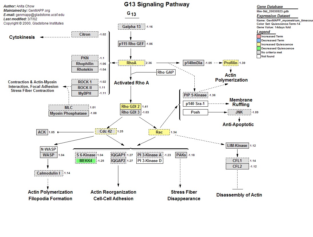Mm_G13_Signaling_Pathway_4.jpg