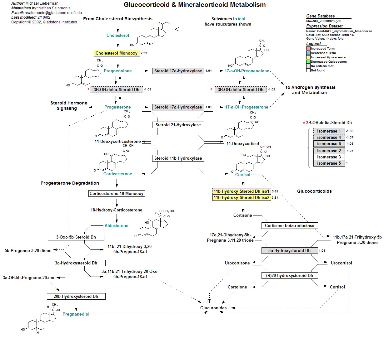 Mm_Glucocorticoid_Mineralocorticoid_Metabolism_4.jpg