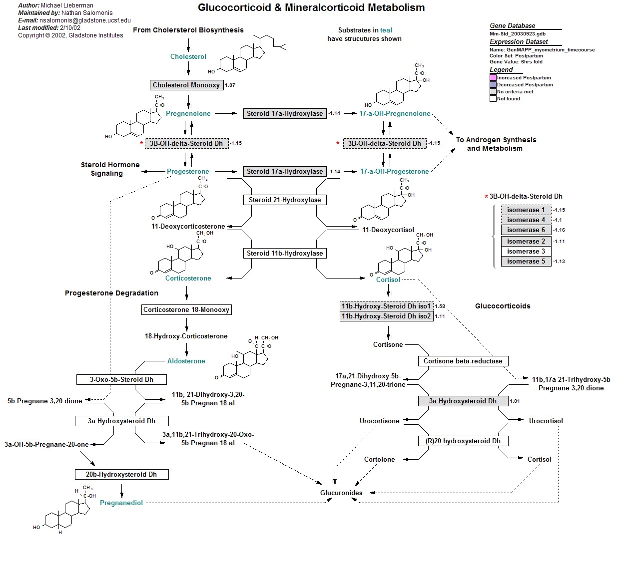 Mm_Glucocorticoid_Mineralocorticoid_Metabolism_6.jpg