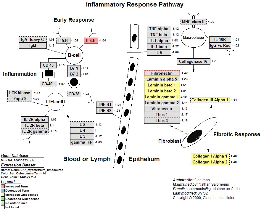 Mm_Inflammatory_Response_Pathway_4.jpg