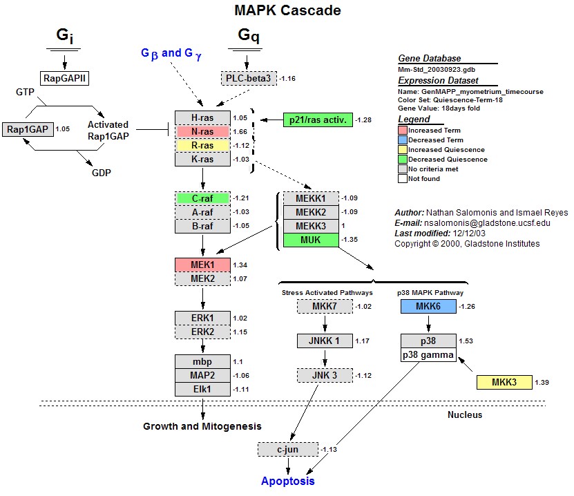 Mm_MAPK_Cascade_1.jpg