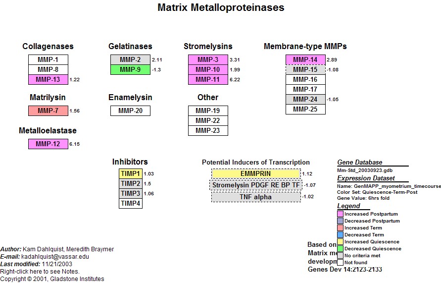 Mm_Matrix_Metalloproteinases_3.jpg