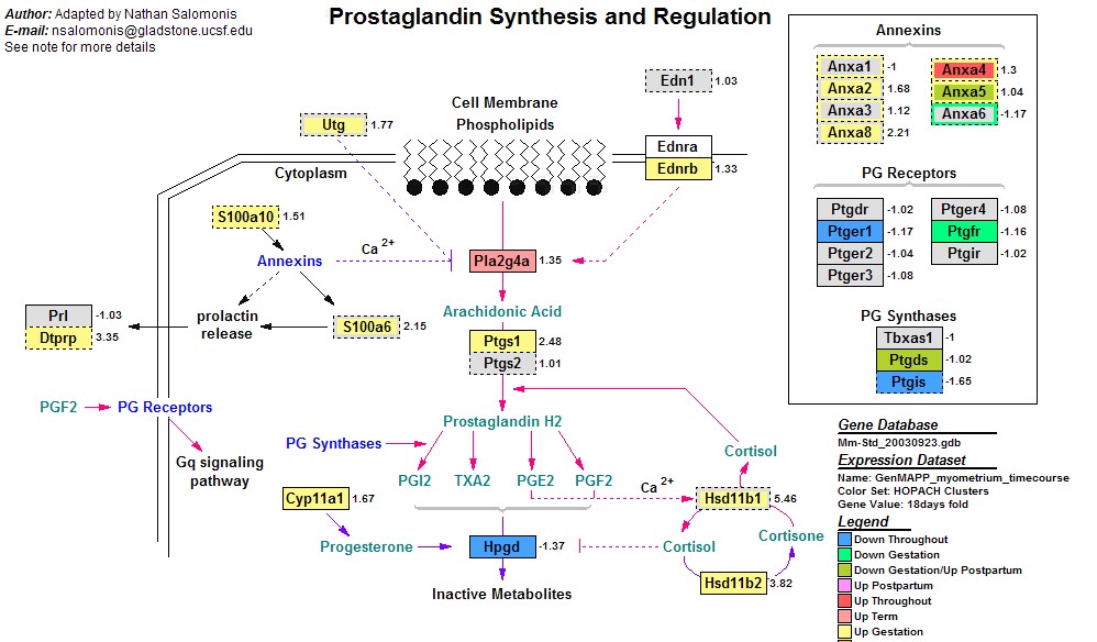 Mm_Prostaglandin_synthesis_regulation_2.jpg