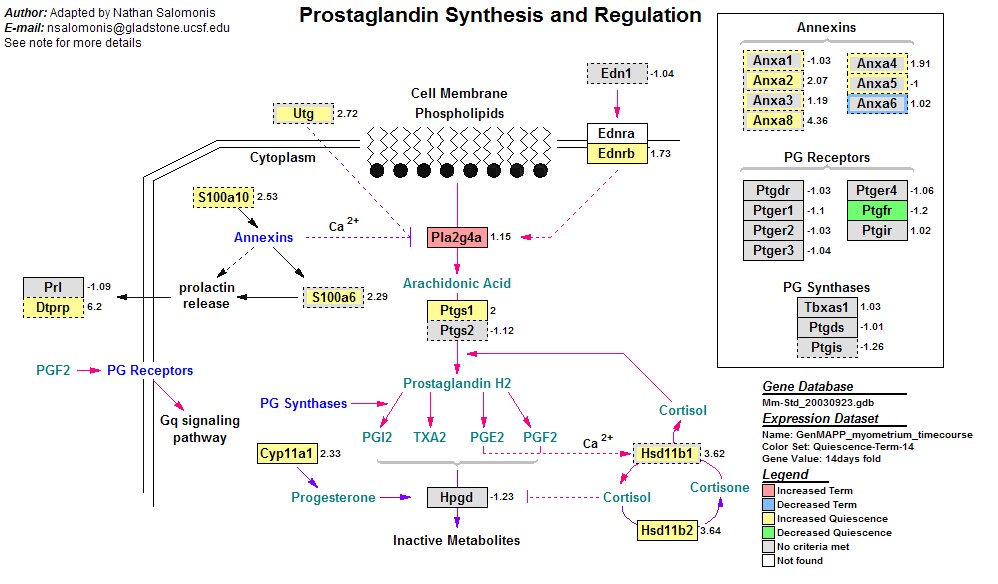 Mm_Prostaglandin_synthesis_regulation_4.jpg