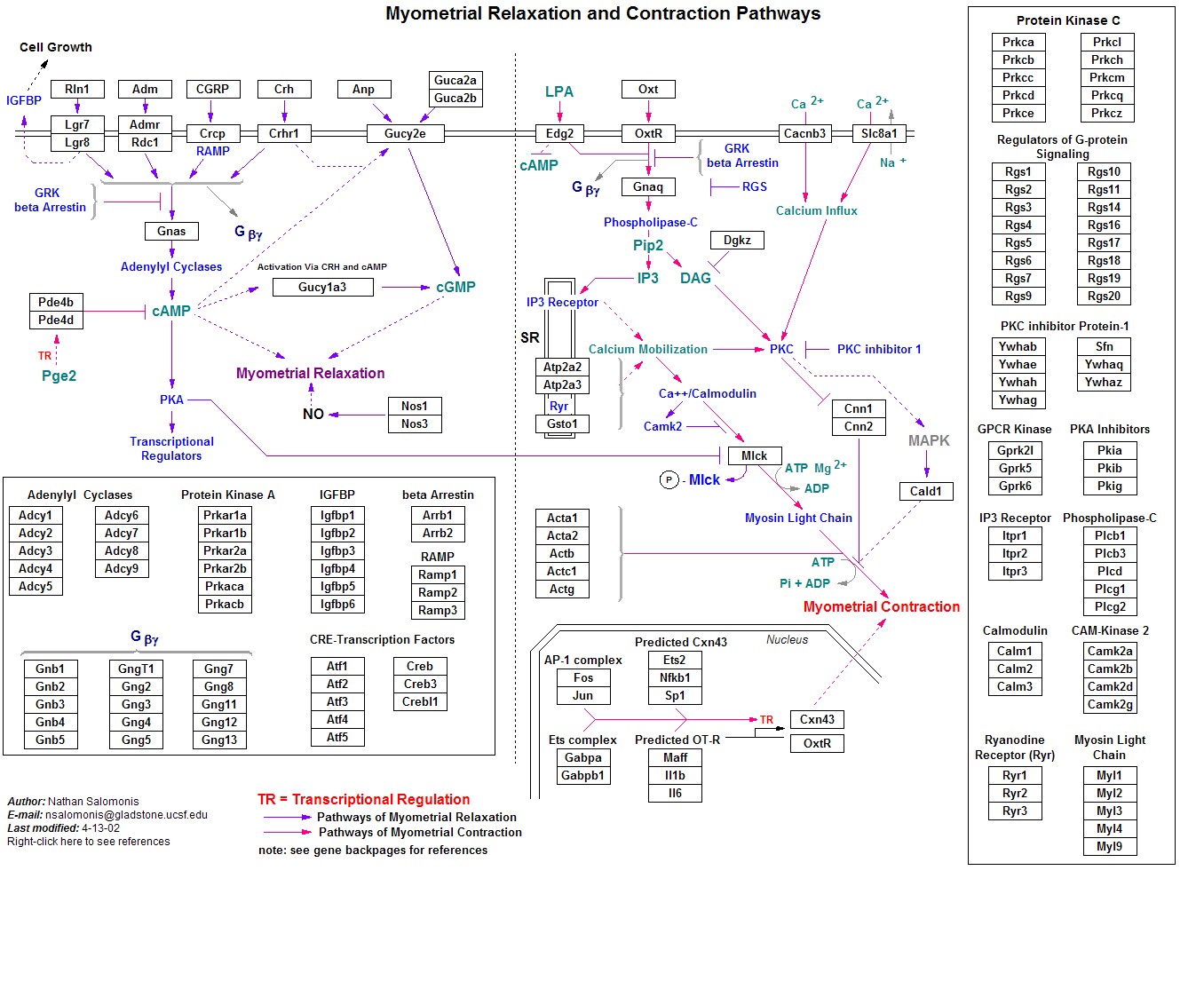 Mm_Smooth_muscle_contraction_0.jpg