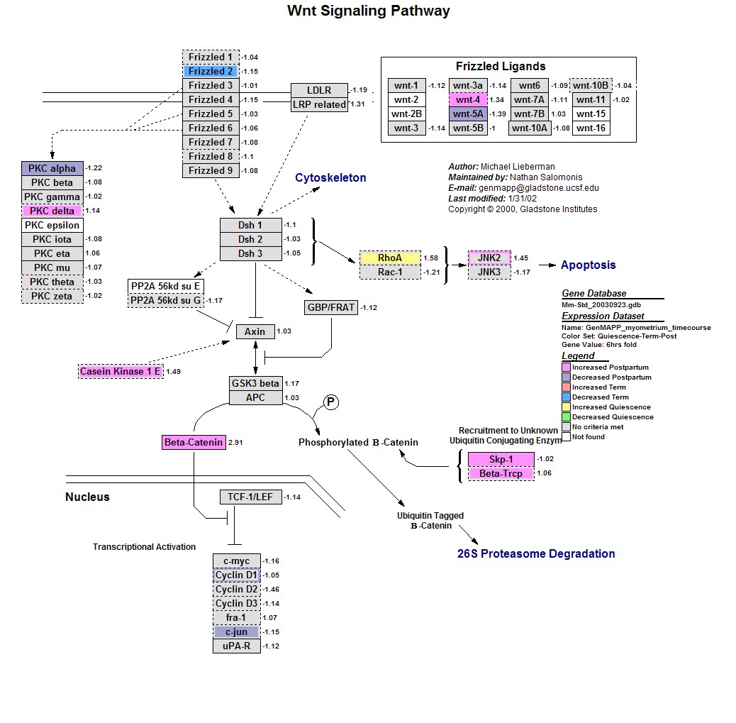 Mm_Wnt_Signaling_3.jpg