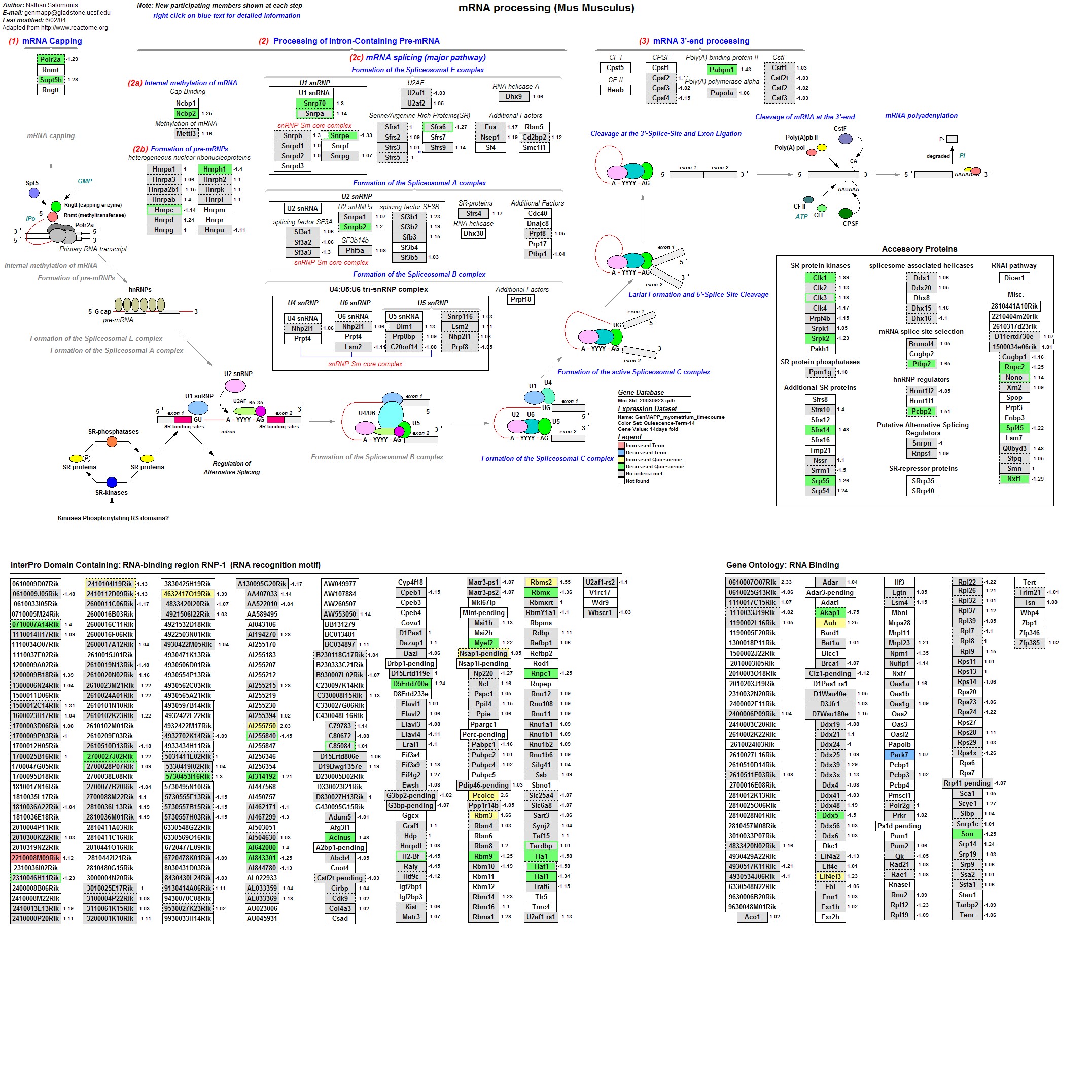 Mm_mRNA_processing_binding_4.jpg